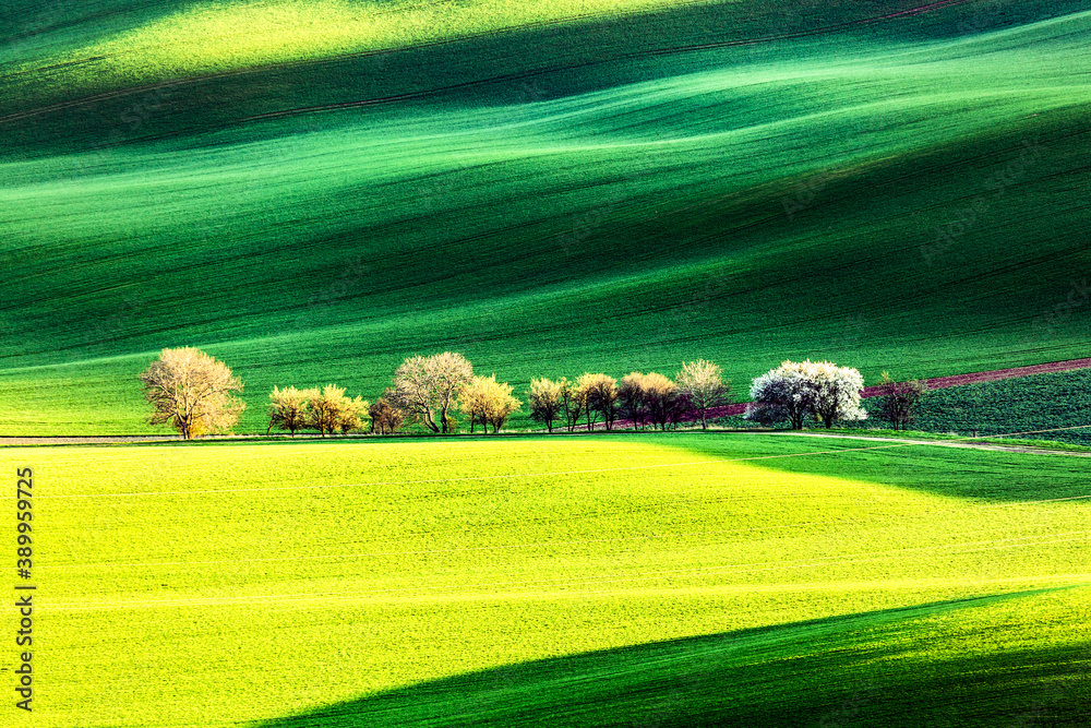 Obraz premium Spring rural nature landscape with blossoming flowering trees on green wavy rolling hills. Amazing sunset evening light. South Moravia, Czech Republic