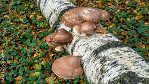 Mushrooms on a fallen birch tree. (Fomitopsis betulina) photo