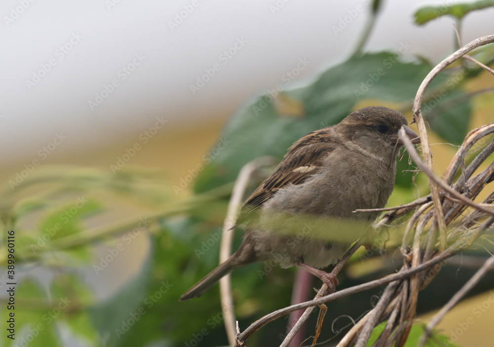 Female sparrow , collects material for the nest Female sparrow , collects material for the nest