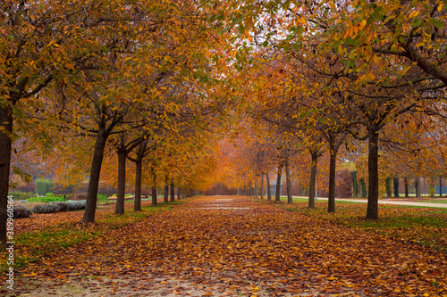 Paesaggio in autunno con alberi dai colori rossi
