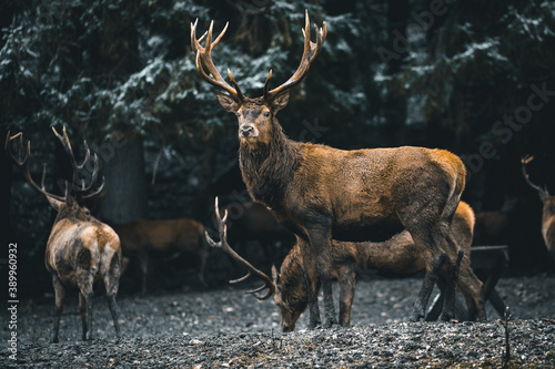 Photography A deer in the forest
