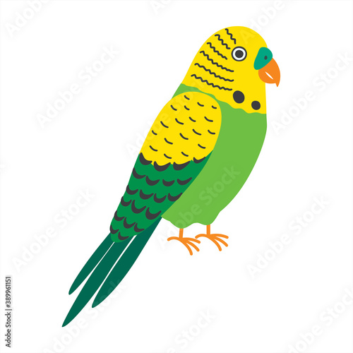 Budgerigar green parrot. Budgie common parakeet vector illustration.