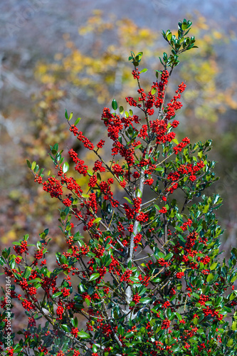 Holly (Ilex aquifolium) in the Monte Santiago Natural Monument. Region of the Merindades. Province of Burgos, Autonomous Community of Castilla y León, Spain, Europe