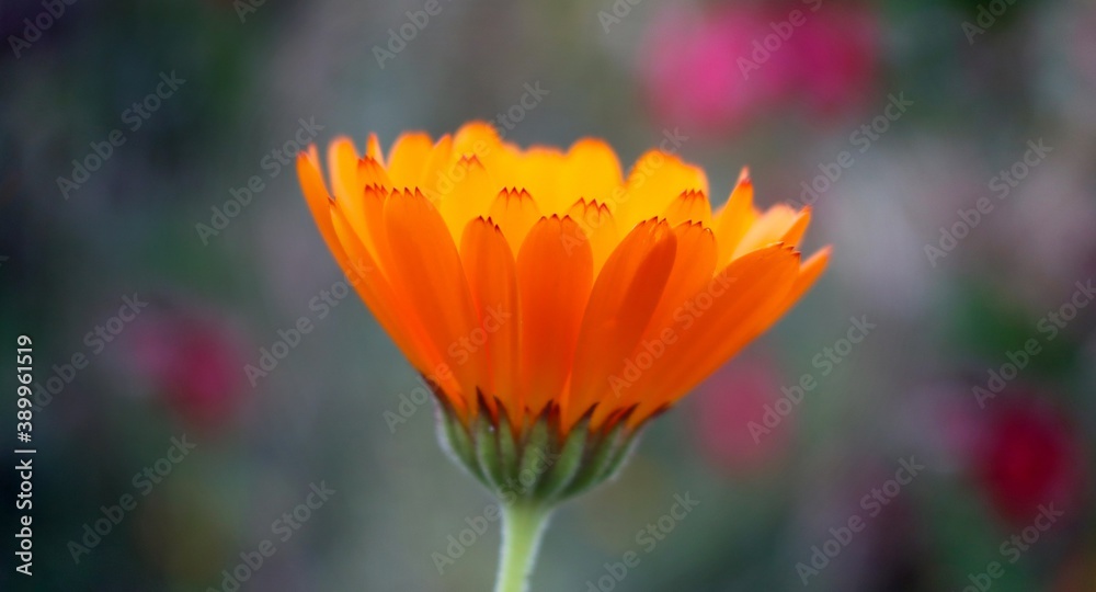 Orange flower