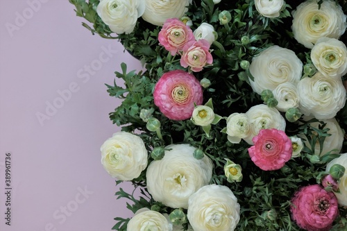 Ranunculus flower.buttercup flowers.White and pink ranunculus flowers   on pink background. Floral card with delicate spring flowers in pastel colors.Wedding day  mother s day and women s day.