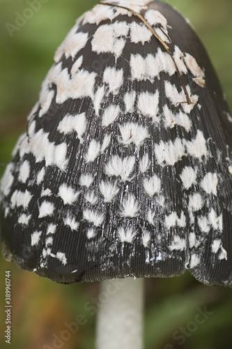 Coprinus picaceus Magpie Fungus pretty mushroom of black and white color at maturity, although without culinary interest, the sheets when ripe are liquefied into an ink-like liquid photo