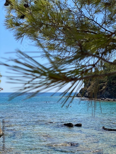 tree on the beach