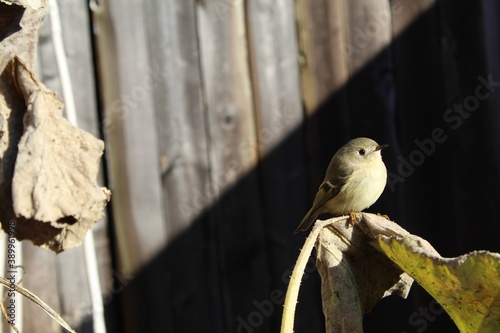 A small bird perched on a vine