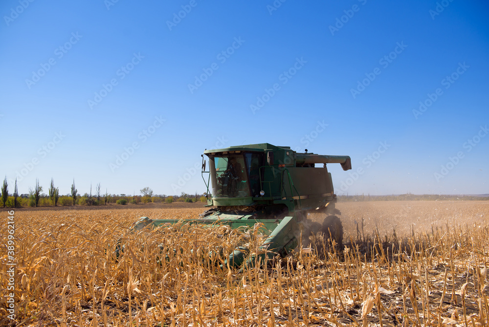 Fototapeta premium Harvesting corn field in autumn.Harvest working on corn field.
