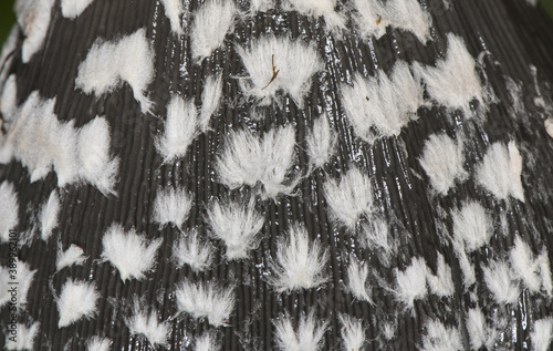 Coprinus picaceus Magpie Fungus pretty mushroom of black and white color at maturity, although without culinary interest, the sheets when ripe are liquefied into an ink-like liquid photo