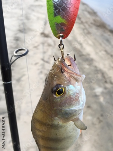 fish on a fishing hook