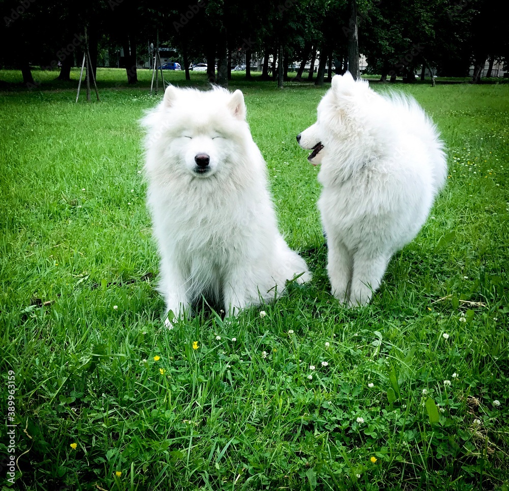 white dog on grass white dog on grass