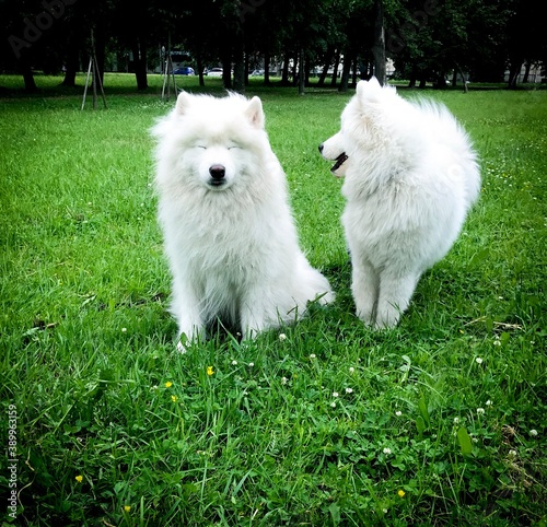 white dog on grass