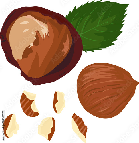 chopped hazelnuts stock vector illustration. Hazel we have this nucleus of whole hazelnuts. Pieces of crushed walnut close-up.