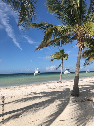 tree on the beach