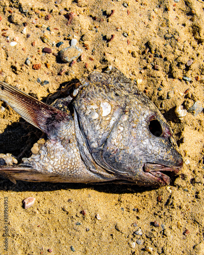 Dead Head Fish Over Sand