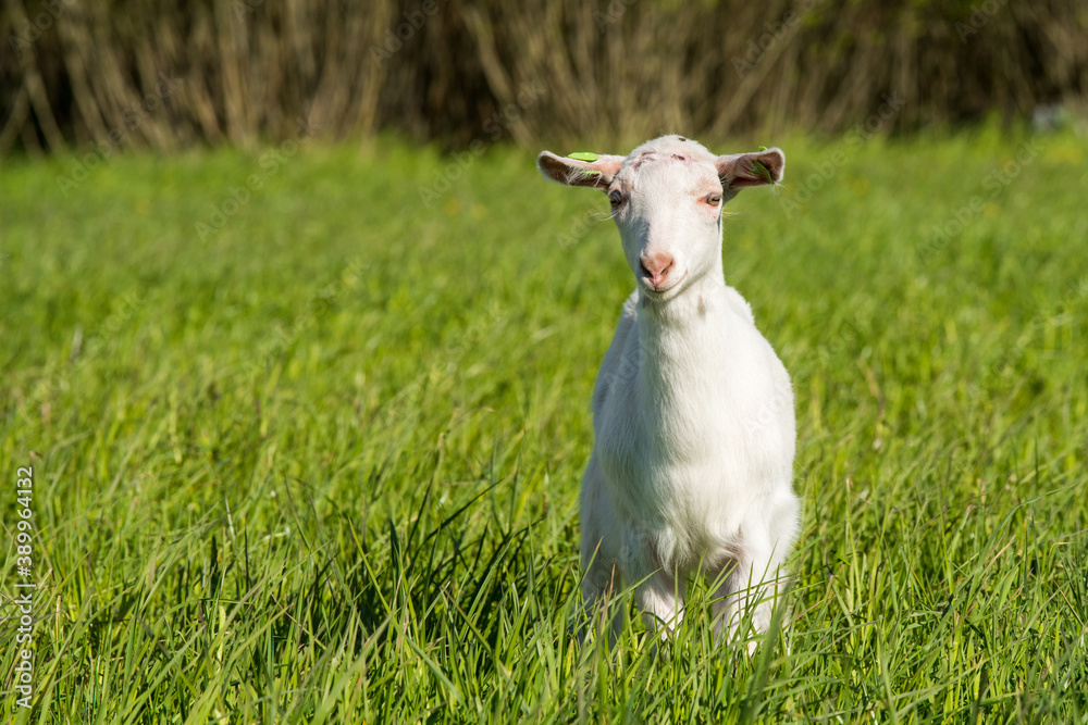 Young white goat in a green grass meadow Young white goat in a green grass meadow