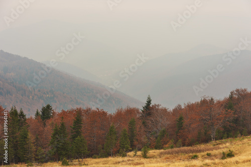 Autumn forest in the Ukrainian Carpathian mountains with fog and trees with yellow-red leaves
