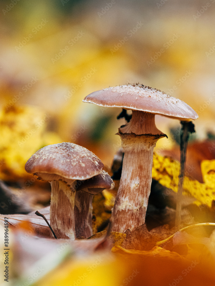 Fototapeta premium Mushrooms in the fall forest