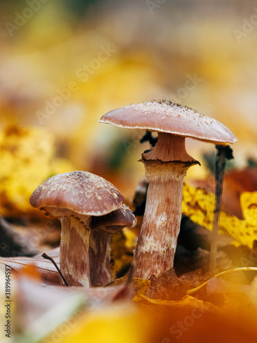 Mushrooms in the fall forest