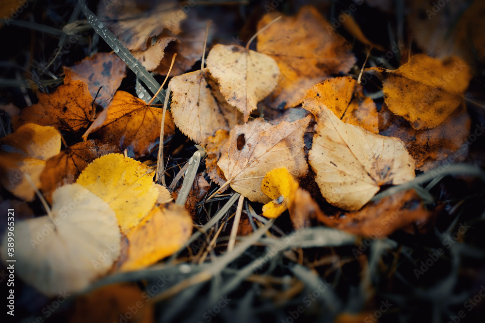Fallen dead leaves on the withered grass.