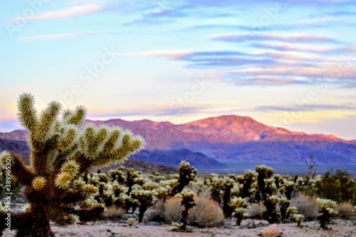 Cactus garden