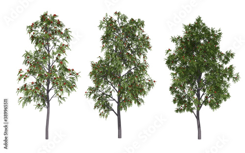 Rowan trees isolated on white background