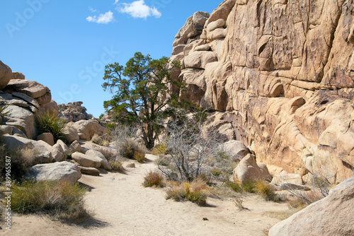 Spring day in Joshua Tree National Park, walking the Hidden Valley Trail. March, 2012. 