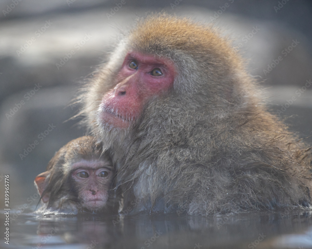 Fototapeta premium Snow Monkey mothers love