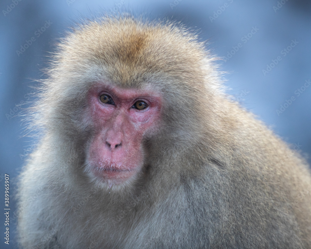 Snow Monkey senior Snow Monkey senior