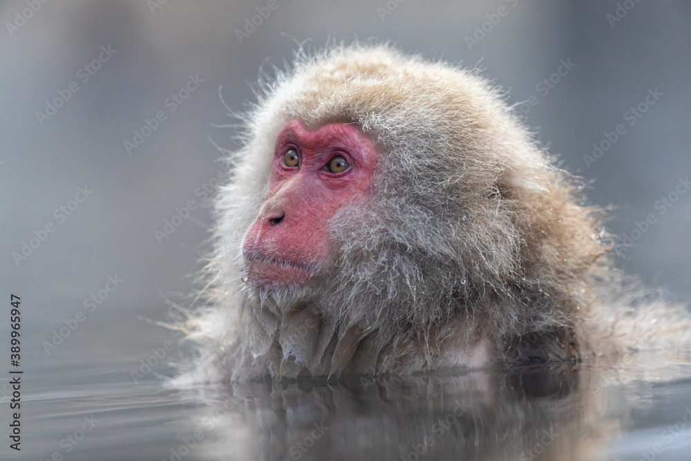 Naklejka premium Snow Monkey meditating