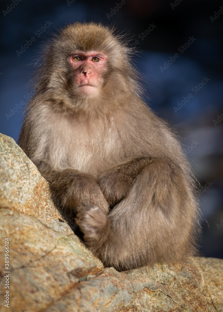 Snow Monkey stare