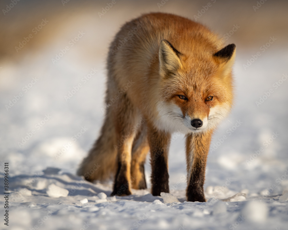 Ezo Fox Ezo Fox