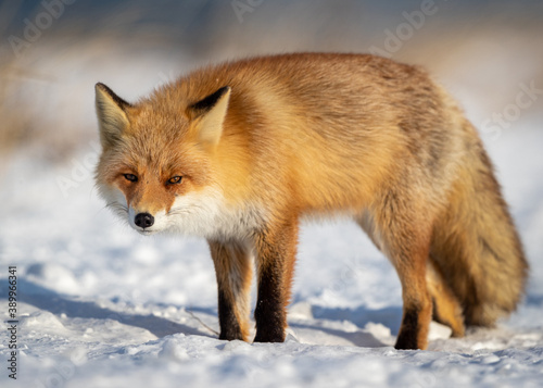 Ezo Fox