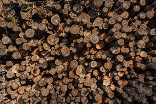 Pila de troncos de pino formando una pared gigante  deforestaci  n  fondo con textura de arboles