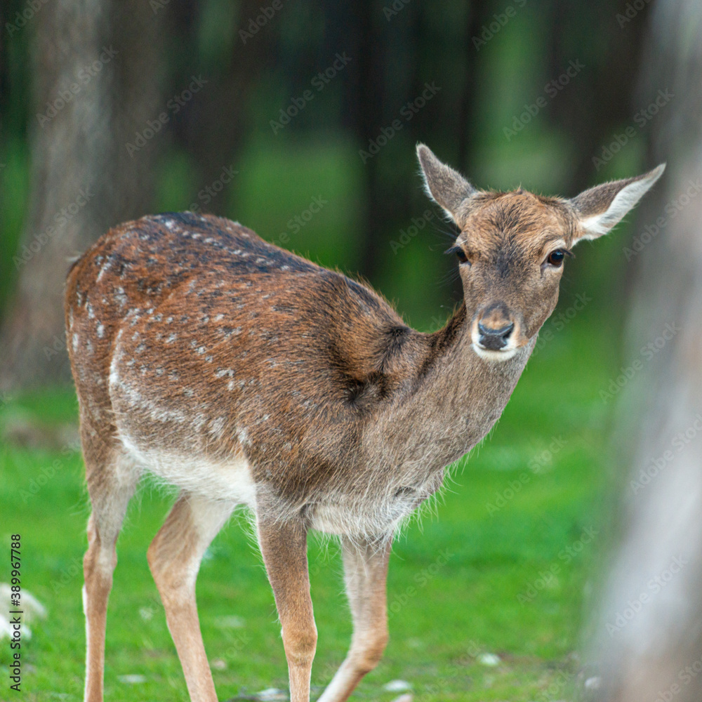 Young deer Young deer