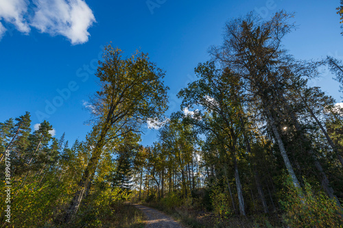 Beautiful view of over autumn colorful tree tops on blue sky background. Gorgeous nature background.