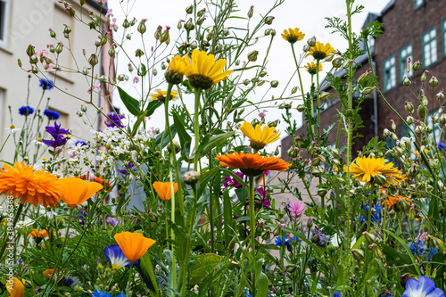 Blumen03112020b