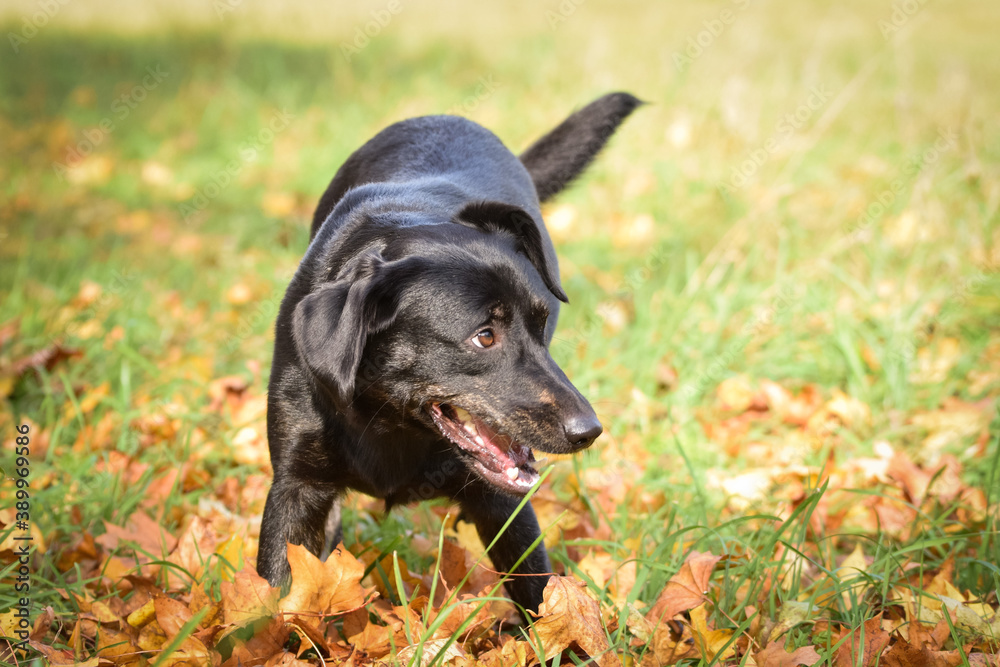 Black dog is standing in autumn nature. She is so cute dog. Black dog is standing in autumn nature. She is so cute dog.