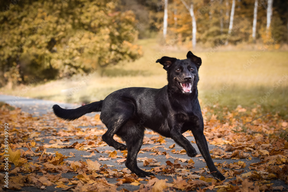 Black dog is running in nature with sticks. She is so cute dog. Black dog is running in nature with sticks. She is so cute dog.