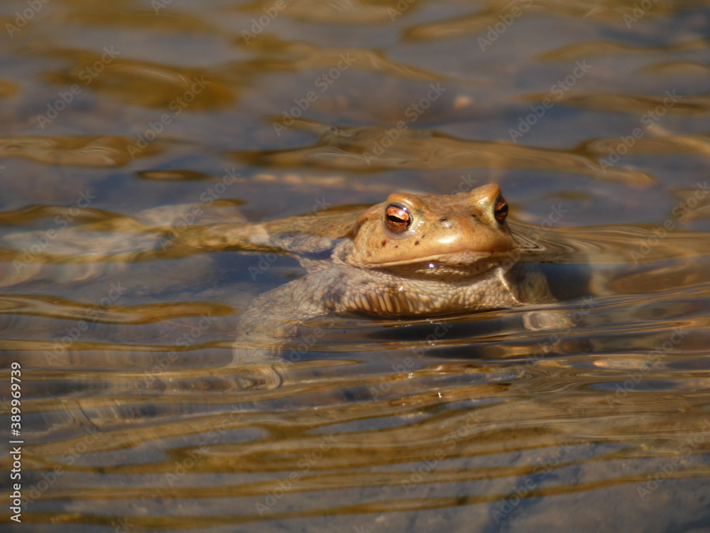 Common toad (Bufo bufo) in the river, Gdansk, Poland