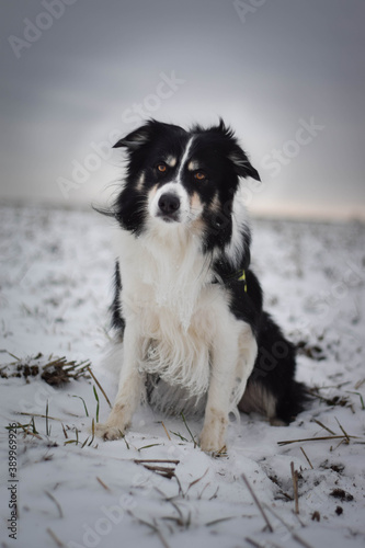 Tricolor border collie is sitting on the field in the snow. He is so fluffy dog. © doda