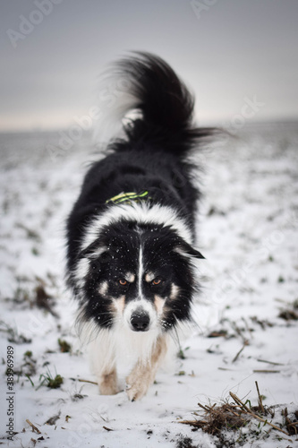 Tricolor border collie is going on the field in the snow. He is so fluffy dog. © doda