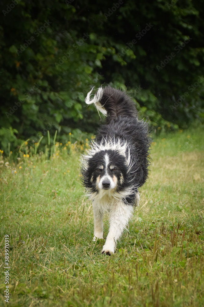 Wet border collie is running on the field. He is after swimming. Wet border collie is running on the field. He is after swimming.