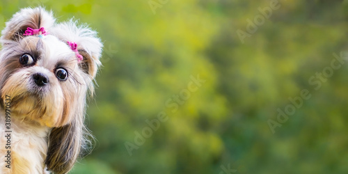 Photography Fanny shih-tzu dog  peeps ,banner.