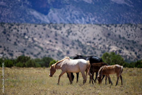 The wild horses. A herd of horses in the american mountains. National Park  USA.