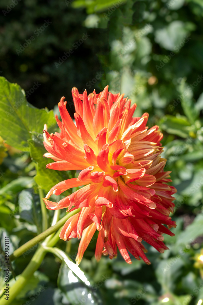 Red and yellow dahlia