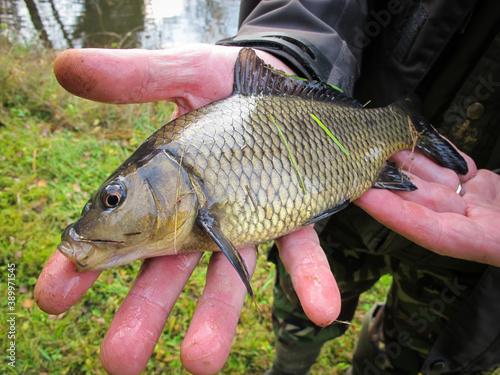 Man holding a beautiful carp in his hands