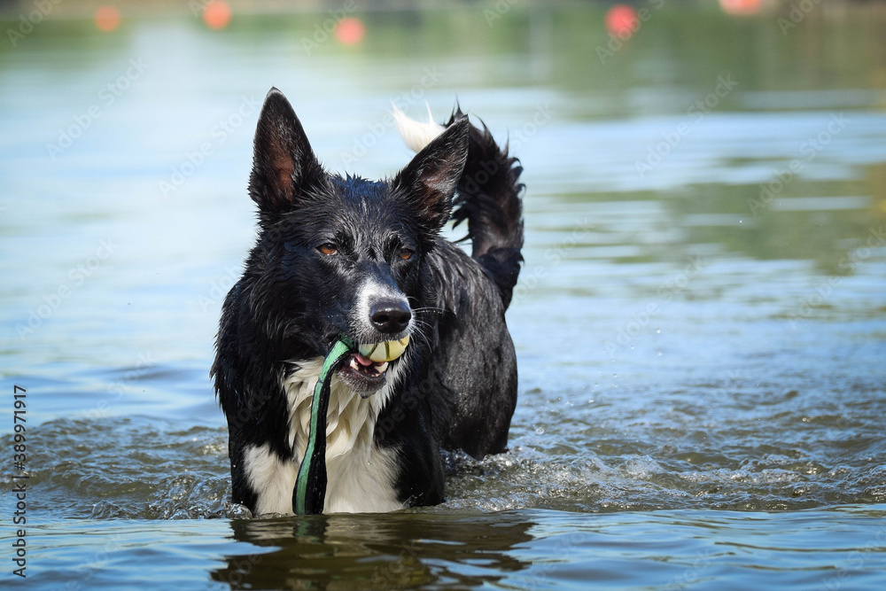 border collie dog is standing in the water. She is really good swimmer. She is waiting for her toy. border collie dog is standing in the water. She is really good swimmer. She is waiting for her toy.