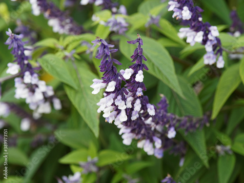 (Salvia x hybrida) Salvia Meigan's Magic, sauge hybride à floraison en épis blanc dans des calices noir violet ou pourpre attirant les insectes photo